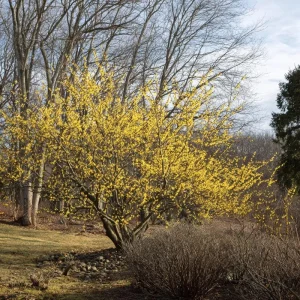 American Witch Hazel Seeds - Hamamelis virginiana Shrub - 5 Heirloom Seeds - Image 2