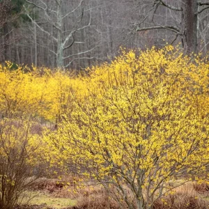 American Witch Hazel Seeds - Hamamelis virginiana Shrub - 5 Heirloom Seeds - Image 3