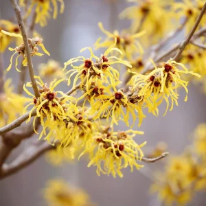 American Witch Hazel Seeds - Hamamelis virginiana Shrub - 5 Heirloom Seeds - Image 4