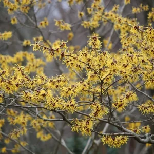 American Witch Hazel Seeds - Hamamelis virginiana Shrub - 5 Heirloom Seeds - Image 5