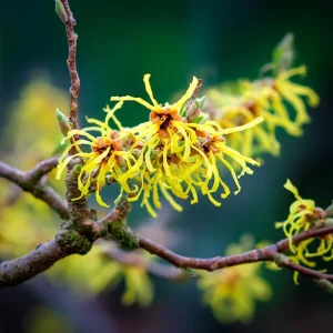 American Witch Hazel Seeds - Hamamelis virginiana Shrub - 5 Heirloom Seeds - Image 6