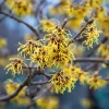American Witch Hazel Seeds - Hamamelis virginiana Shrub - 5 Heirloom Seeds - Image 1