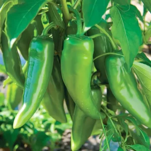 Anaheim Chili Pepper Seeds - 25 Count - Mild & Flavorful for Home Gardens - Image 2