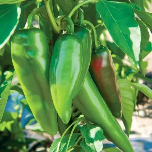 Anaheim Chili Pepper Seeds - 25 Count - Mild & Flavorful for Home Gardens - Image 4