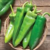 Anaheim Chili Pepper Seeds - 25 Count - Mild & Flavorful for Home Gardens - Image 1