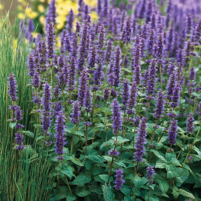 Anise Hyssop Seeds - 250 Count, Fragrant Purple-Blue Blooms, Pollinator Garden Perennial - Image 2