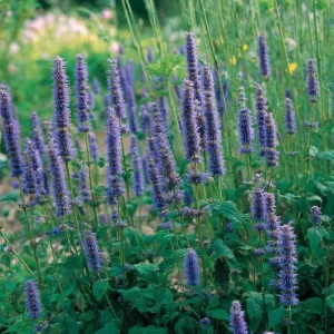 Anise Hyssop Seeds - 250 Count, Fragrant Purple-Blue Blooms, Pollinator Garden Perennial - Image 3
