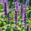 Anise Hyssop Seeds - 250 Count, Fragrant Purple-Blue Blooms, Pollinator Garden Perennial - Image 1