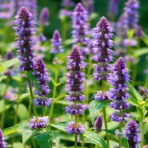 Anise Hyssop Seeds - 250 Count, Fragrant Purple-Blue Blooms, Pollinator Garden Perennial - Image 1