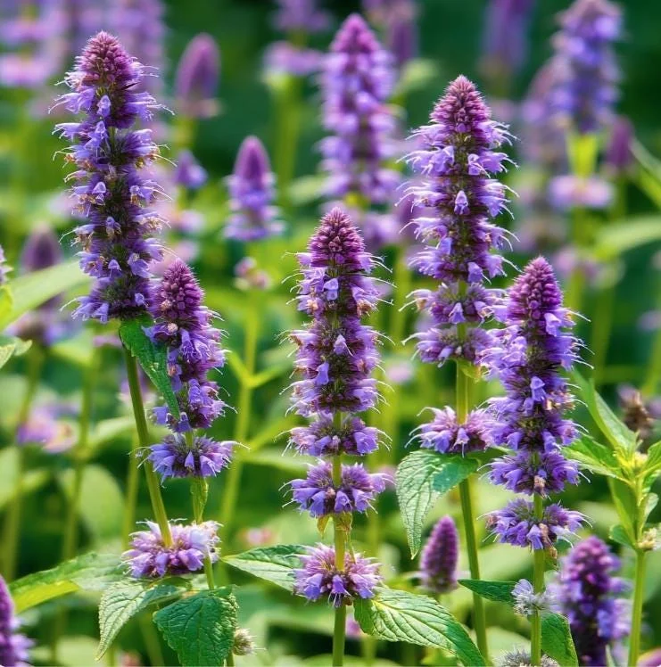 Anise Hyssop Seeds - 250 Count, Fragrant Purple-Blue Blooms, Pollinator Garden Perennial - Image 1