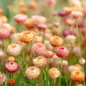 Apricot Peach Mix Organic Strawflower Seeds - 25 Seeds, Warm Tones, Easy Grow - Image 2