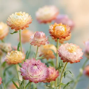 Apricot Peach Mix Organic Strawflower Seeds - 25 Seeds, Warm Tones, Easy Grow - Image 3