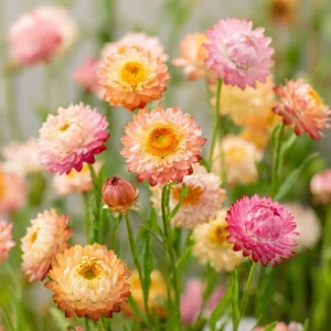Apricot Peach Mix Organic Strawflower Seeds - 25 Seeds, Warm Tones, Easy Grow - Image 4