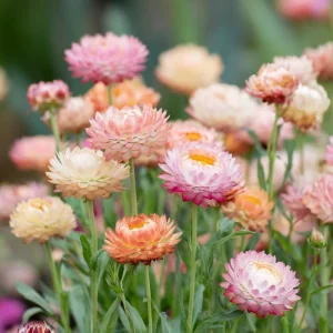 Apricot Peach Mix Organic Strawflower Seeds - 25 Seeds, Warm Tones, Easy Grow - Image 1