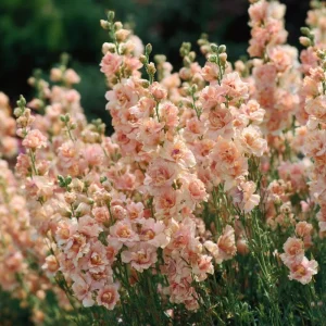 Apricot Stock Seeds - Matthiola Incana, 50 Seeds, Fragrant Apricot Blooms - Image 2