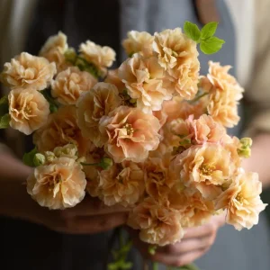 Apricot Stock Seeds - Matthiola Incana, 50 Seeds, Fragrant Apricot Blooms - Image 3