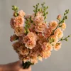 Apricot Stock Seeds - Matthiola Incana, 50 Seeds, Fragrant Apricot Blooms - Image 1