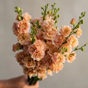 Apricot Stock Seeds - Matthiola Incana, 50 Seeds, Fragrant Apricot Blooms - Image 1
