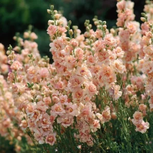 Apricot Stock Seeds, Matthiola Incana, Fragrant Flower Seeds, 50 Seeds, Easy Grow - Image 2