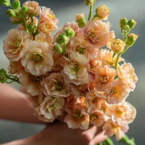 Apricot Stock Seeds, Matthiola Incana, Fragrant Flower Seeds, 50 Seeds, Easy Grow - Image 4