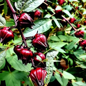 Asian Sour Leaf Roselle Hibiscus Seeds - 20 Heat-Tolerant Edible Hibiscus Seeds - Image 2
