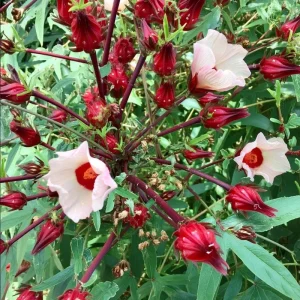 Asian Sour Leaf Roselle Hibiscus Seeds - 20 Heat-Tolerant Edible Hibiscus Seeds - Image 3