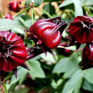 Asian Sour Leaf Roselle Hibiscus Seeds - 20 Heat-Tolerant Edible Hibiscus Seeds - Image 4