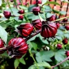 Asian Sour Leaf Roselle Hibiscus Seeds - 20 Heat-Tolerant Edible Hibiscus Seeds - Image 1