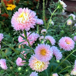 Aster Seeds Untreated Chamois - 50 Seeds, Soft Creamy Blooms, Easy-Grow Annual - Image 3
