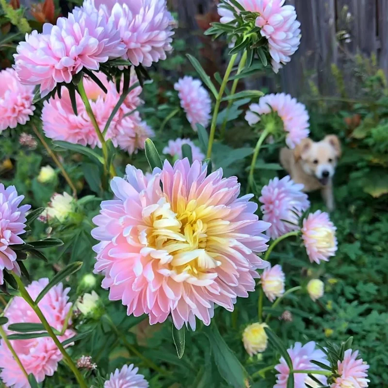 Aster Seeds Untreated Chamois - 50 Seeds, Soft Creamy Blooms, Easy-Grow Annual - Image 4