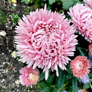 Aster Seeds Untreated Chamois - 50 Seeds, Soft Creamy Blooms, Easy-Grow Annual - Image 5