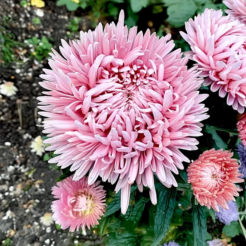 Aster Seeds Untreated Chamois - 50 Seeds, Soft Creamy Blooms, Easy-Grow Annual - Image 5