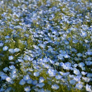Baby Blue Eyes Flower Seeds - 200 Nemophila Menziesii Seeds, Sky Blue Blooms, Annual - Image 3