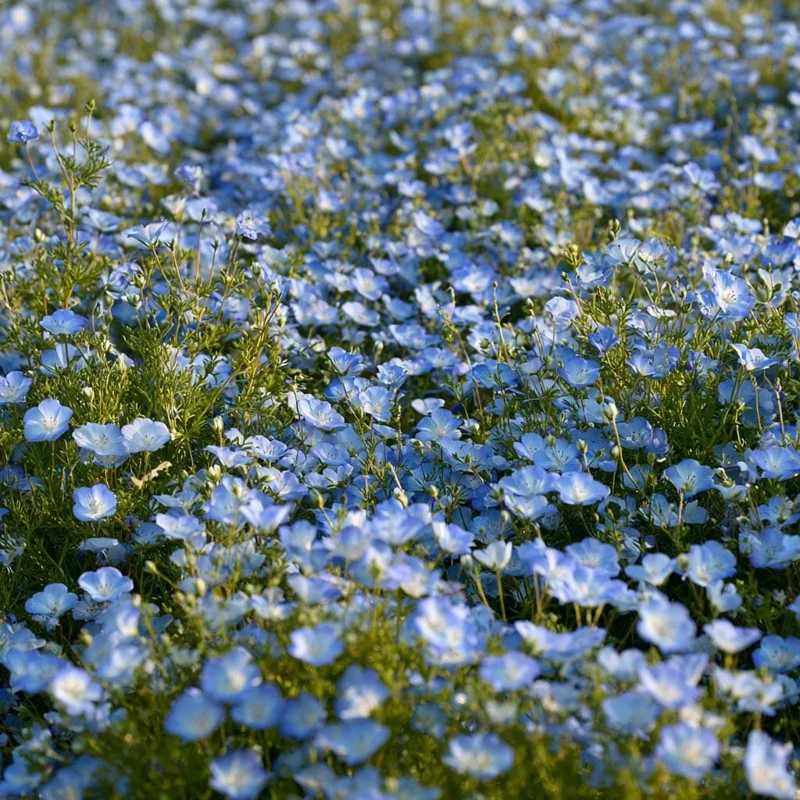 Baby Blue Eyes Flower Seeds - 200 Nemophila Menziesii Seeds, Sky Blue Blooms, Annual - Image 3