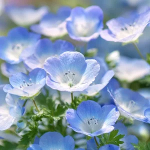 Baby Blue Eyes Flower Seeds - 200 Nemophila Menziesii Seeds, Sky Blue Blooms, Annual - Image 4