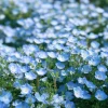 Baby Blue Eyes Flower Seeds - 200 Nemophila Menziesii Seeds, Sky Blue Blooms, Annual - Image 1
