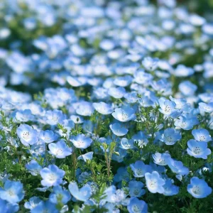 Baby Blue Eyes Flower Seeds - 200 Nemophila Menziesii Seeds, Sky Blue Blooms, Annual - Image 1