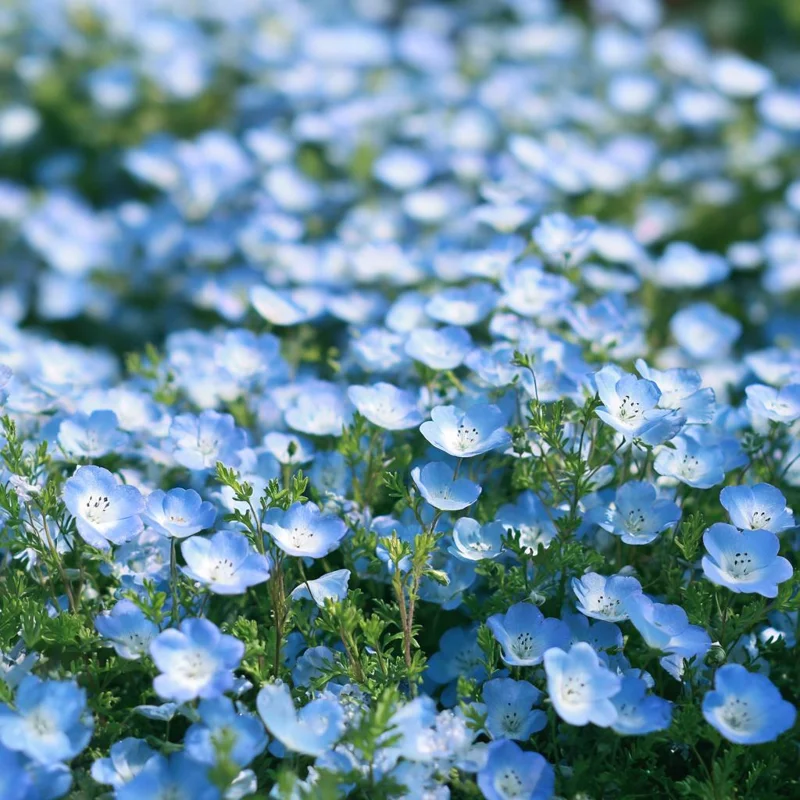 Baby Blue Eyes Flower Seeds - 200 Nemophila Menziesii Seeds, Sky Blue Blooms, Annual - Image 1