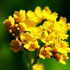 Basket of Gold Seeds – Alyssum Saxatile Heirloom Perennial – 100 Yellow Flower Seeds - Image 2