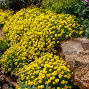 Basket of Gold Seeds – Alyssum Saxatile Heirloom Perennial – 100 Yellow Flower Seeds - Image 3