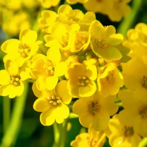 Basket of Gold Seeds – Alyssum Saxatile Heirloom Perennial – 100 Yellow Flower Seeds - Image 4