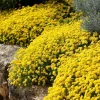 Basket of Gold Seeds – Alyssum Saxatile Heirloom Perennial – 100 Yellow Flower Seeds - Image 1