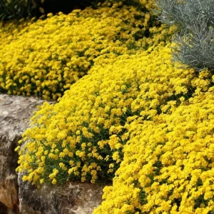 Basket of Gold Seeds – Alyssum Saxatile Heirloom Perennial – 100 Yellow Flower Seeds - Image 1