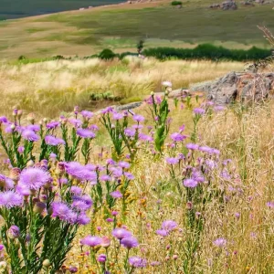 Basketflower Seeds - 100 Count Heirloom Centaurea americana for Gardens & Cut Flowers - Image 2