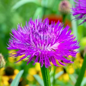 Basketflower Seeds - 100 Count Heirloom Centaurea americana for Gardens & Cut Flowers - Image 4