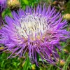 Basketflower Seeds - 100 Count Heirloom Centaurea americana for Gardens & Cut Flowers - Image 1