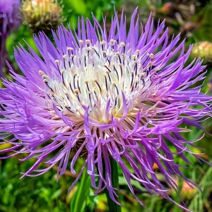 Basketflower Seeds - 100 Count Heirloom Centaurea americana for Gardens & Cut Flowers - Image 1