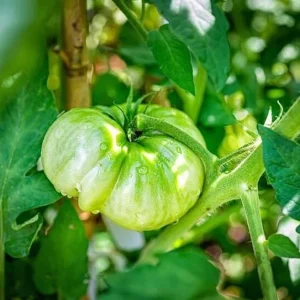 Beefsteak Tomato Live Plant, 6-8 inch Tall, 4 inch Pot, Garden Ready - Image 7