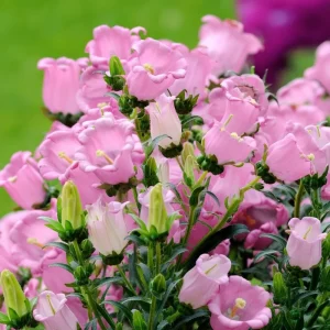 Bellflower Seeds: Champion Rose F1 Canterbury Bells, Campanula medium, 25 Seeds, Outdoor - Image 2