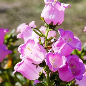 Bellflower Seeds: Champion Rose F1 Canterbury Bells, Campanula medium, 25 Seeds, Outdoor - Image 3